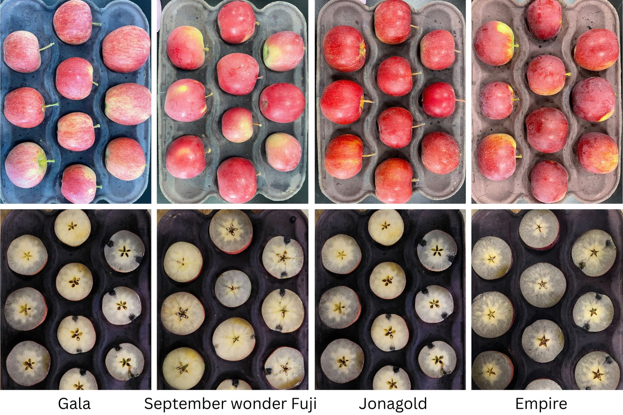 Whole apples and apples cut in half being tested with iodine.